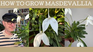 How to grow Masdevallia orchids [upl. by Sagerman]