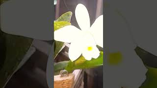 C Violácea var Alba 07 flores ao todoBom dia pessoal Já regaram suas plantas hoje Responde aí [upl. by Arikal180]