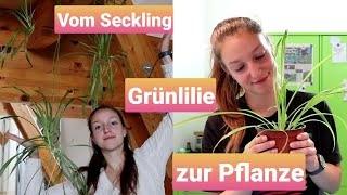 Die wohl einfachste Pflanze Grünlilie ganz einfach vermehren🌱🌱 [upl. by Socrates]