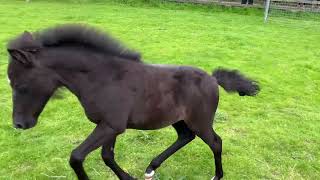 Rescued foal Rubys first turnout on grass [upl. by Narbig]