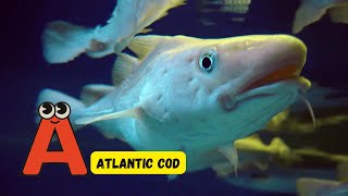 Endangered Ocean Animals A to Z  Fun Phonics Song  Learn Sea Creatures for Kids  abcd kids [upl. by Amado401]