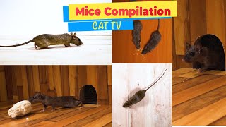 CATS TV  ULTIMATE Mice Compilation Game for Cats amp Dogs  4 HOURS [upl. by Bedelia]