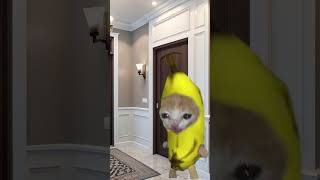 Banana Cat 🍌🐱 Cant Escape Slender Cat 🙀 [upl. by Jed]