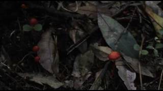 Real Yowie encounter in Blue Mountains NSW Australia [upl. by Gnart]