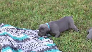 Cane Corso Puppies For Sale [upl. by Yovonnda]