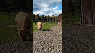 Some Mini Highland Cows at an Alpaca Farm I visited with mamaggear 🐮 autumn animalshorts [upl. by Barton8]