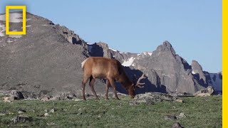 What Are Tundras  National Geographic [upl. by Florin]