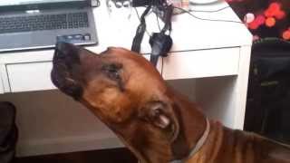 Rhodesian ridgeback howling along to music [upl. by Annodahs570]