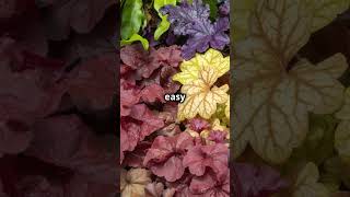 Evergreen Color for All Seasons 🌈🌿heuchera evergreenplants gardeningtips [upl. by Broadbent251]