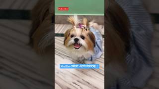 Shih Tzu Barking dogvideos shortvideo cute [upl. by Atrice486]