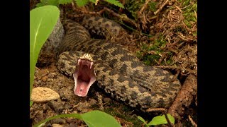 Snake Attacks in slowmotion Striking Viper Spitting Cobra Python [upl. by Dahaf]