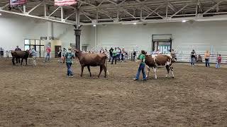 Illinois 4H 2024 Milking Shorthorn Fall Yearling Heifers [upl. by Allys]