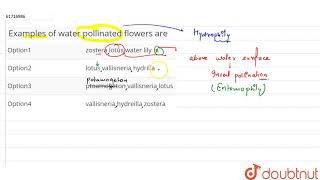 Examples of water pollinated floweres are [upl. by Saw]