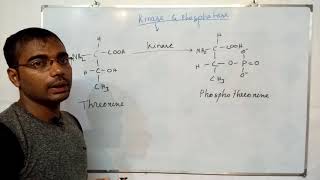 Kinase amp phosphatase [upl. by Assele484]