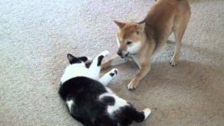 Shiba inu playing with cat [upl. by Asilad]