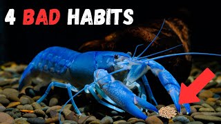 Bad Crayfish Keeping 4 Habits You Should Quit Today [upl. by Norrat]