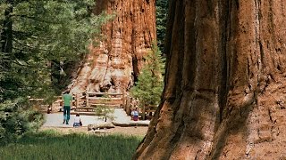 Sequoia National Park  Kings Canyon [upl. by Akienom]