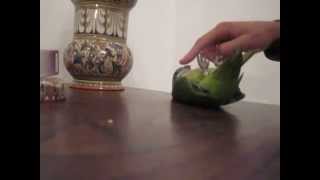 Quaker tricks  never tell a parrot to stop moving [upl. by Anees526]