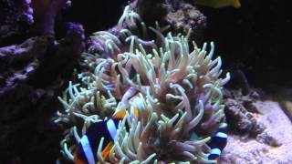 Clarkii Clownfish in Long Tentacle Anemone [upl. by Tiphany]