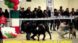 ZEUS Mastino Napoletano allEsposizione Canina Nazionale di Cagliari 2011 [upl. by Esined]