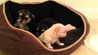 The Most Cutest 3 Week old Morkie Puppies [upl. by Eidnam990]