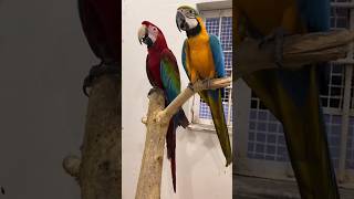 Talking Macaw talkingmacaw macaw parrot parrotlover ytshorts shorts mrsohailpets [upl. by Akierdna134]