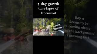 7 Day Growth TimesLapse of HORNWORT Aquarium plant [upl. by Ledoux]