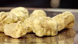 International Alba White Truffle Fair 2017 ENG [upl. by Boor]