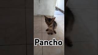 Panchito se adopto [upl. by Audri]