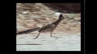 Roadrunner 26 mph [upl. by Virge]