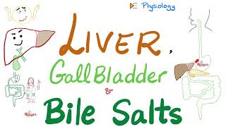 Bile Acids Bile Salts — Lipid Emulsification — Liver amp Gallbladder — GI Physiology amp Biochemistry [upl. by Ybloc]