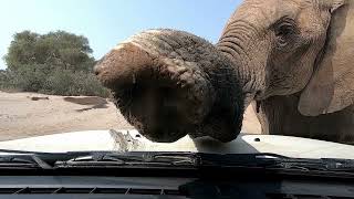 Elephant uses our vehicle to scratch an itch [upl. by Casi]