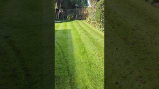 Scarifying and aerating THIS lawn to keep it LUSH [upl. by Adirahs525]