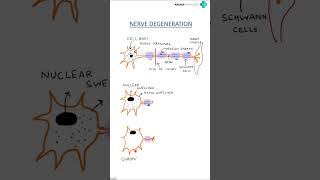 Nerve degeneration Wallerian degeneration firstyearmbbsmedicalphysiology [upl. by Onibas]