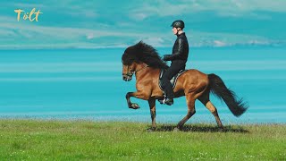 5 gaits of the Icelandic horse [upl. by Kempe]