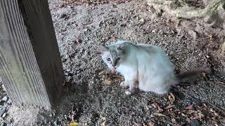 A skittish white cat that keeps its distance [upl. by Shantee846]