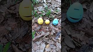 Finding big snails and millipedes and eggs millipedes eggs snail snails [upl. by Iggie]