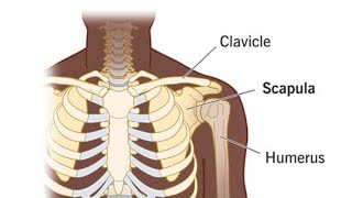 lets understand clavicle physio anatomy clavicle [upl. by Eisned2]