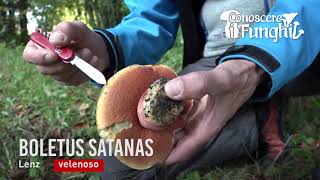 Conoscere i Funghi  Boletus satanas  VELENOSO [upl. by Lombardi101]