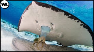 This Is Why Crabs Hate Stingrays [upl. by Cahra]