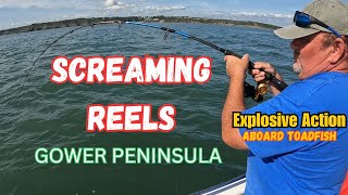 Screaming Reels off Gower peninsula UK Boat Fishing Summer Tope Fishing in the Bristol Channel [upl. by Jelle]