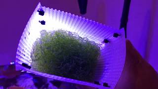 Growing Chaeto With The IM Chaetomax Light [upl. by Anuaik]