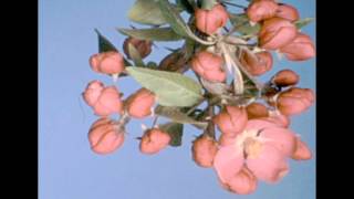 Flowers Blooming  Botanical Timelapse [upl. by Reimer]