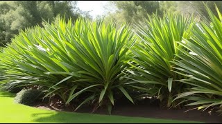 Effective Yucca Plant Removal Sheet Mulching Herbicide or Digging Up [upl. by Krutz]