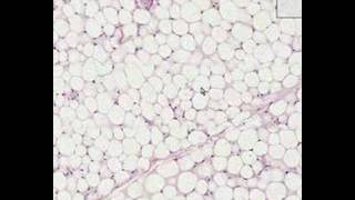 Shotgun Histology Adipose Tissue [upl. by Tnilf]