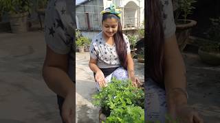 এই পচা কৌটাতে কি আছে 🤔banglaminivlog minivlog gardeningtips gardening plantslove shorts [upl. by Naujad]