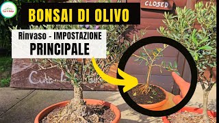 BONSAI DI OLIVO  RINVASO  POTATURA E PRIMA IMPOSTAZIONE [upl. by Port]