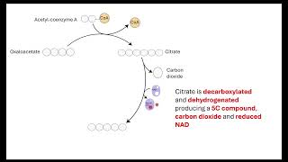 Krebs cycle  OCR A ALevel Biology 522 Respiration [upl. by Vinny527]