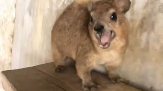 BABY YOU HAVE NO IDEA HOW FAMOUS YOU ARE 😂 5 Minutes of the Viral Hyrax Screaming Wawa [upl. by Wylen]