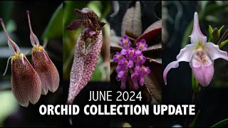 quotWhats In Bloomquot Orchid Collection Update  June 2024  So many RARE BLOOMS in the Grow Tent [upl. by Yelha617]